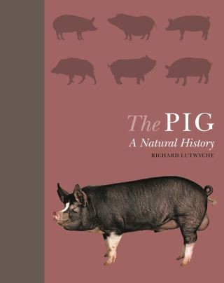 The Pig Cover Image
